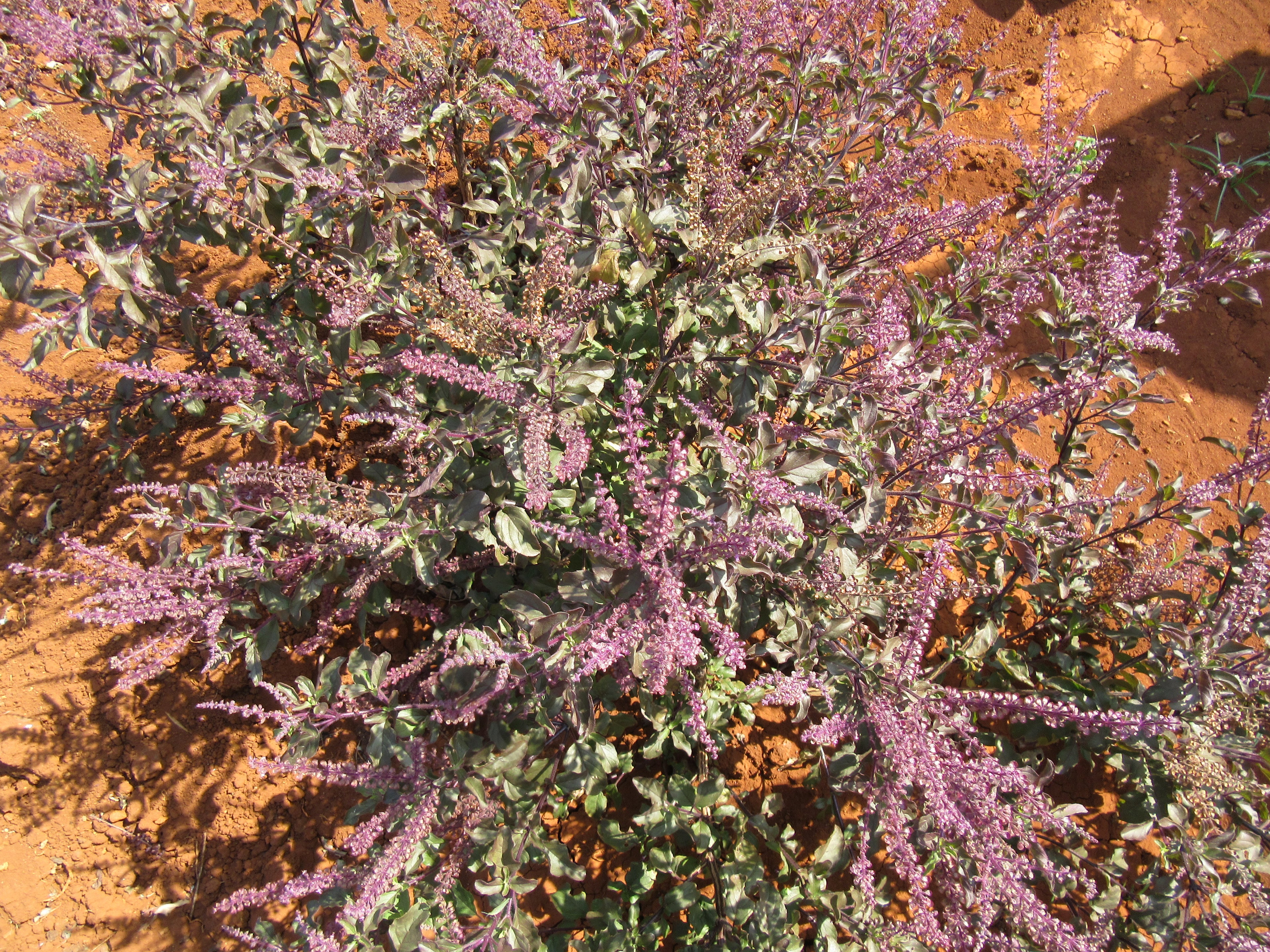Holy Basil Capsules